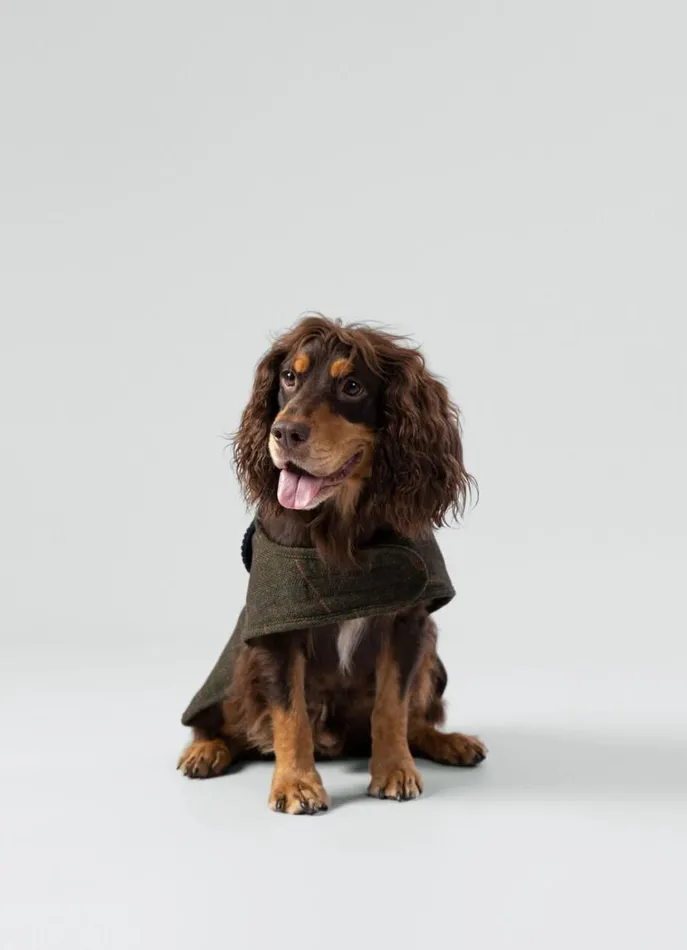 Men Hackett X Hugo and Hudson Hackett London Checked Jacket For Dogs 8211 Small Green