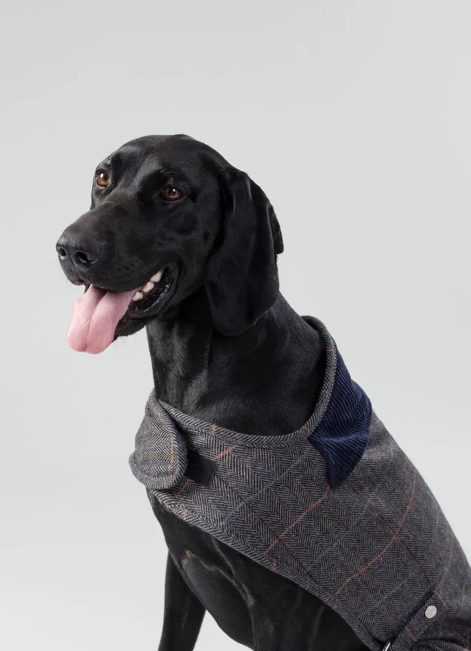 Men Hackett X Hugo and Hudson Hackett London Checked Jacket For Dogs 8211 Small Grey